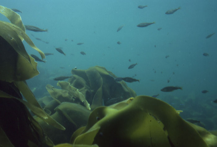 kelp